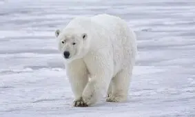 ساخت پارچه‌ای فوق سبک و عایق با الهام از خرس قطبی

