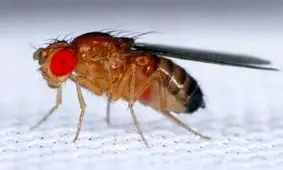 مگسی که دنیای علم را متحول کرد