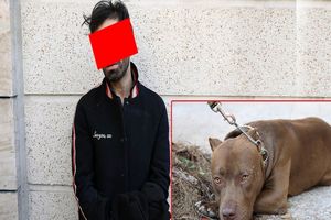 جزئیات حمله سگ پیت بول به 2 مرد در شمال تهران/ صاحب سگ دستگیرشد/ ویدئو