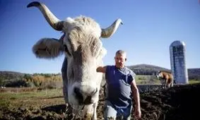 تامی، قدبلندترین گاو جهان