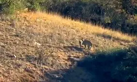 پلنگ ایرانی در پارک ملی گلستان/ ویدئو
