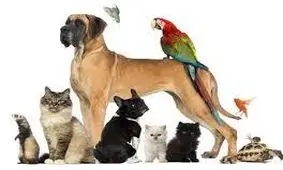 از هر ۱۰ ایرانی یک نفر حیوان خانگی دارد 