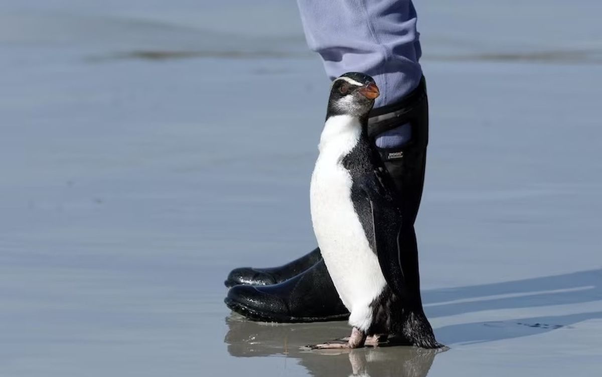 پنگوئن‌های احیا شده در طبیعت رها شدند/ ویدئو


