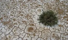 فاجعه خاموش؛ چالش های خاک شور