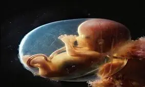 تصاویر شگفت انگیز از روند کامل شدن جنین/ تصاویر
