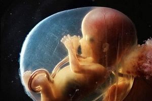 تصاویر شگفت انگیز از روند کامل شدن جنین/ تصاویر