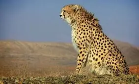 ناقوس مرگ یوز ایرانی در کویر خراسان جنوبی به صدا درآمد