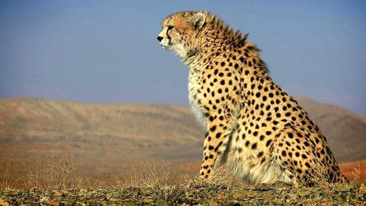 ناقوس مرگ یوز ایرانی در کویر خراسان جنوبی به صدا درآمد