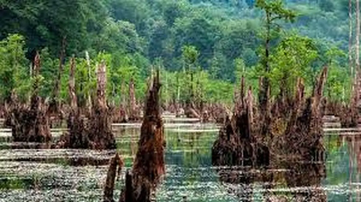 دریاچه ارواح بوشهر/ ویدئو 