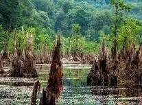 دریاچه ارواح بوشهر/ ویدئو 