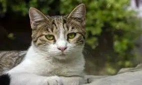 شرط عجیب پیرمرد چینی برای بخشیدن اموالش