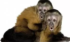 چرا انسان ها برای برقراری ارتباط می‌توانند حرف بزنند ولی میمون ها جیغ می‌کشند؟ 