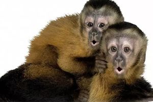 چرا انسان ها برای برقراری ارتباط می‌توانند حرف بزنند ولی میمون ها جیغ می‌کشند؟ 
