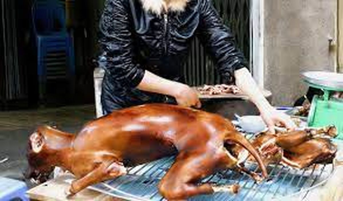 خوردن سگ در کره جنوبی ممنوع میشود