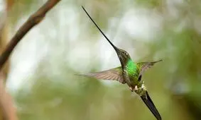 پرنده‌ ای که نوکش از خودش بلندتر است/ ویدئو 