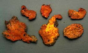 درمان سرطان با قارچی که فقط در تایوان می‌روید