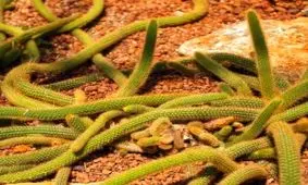 آموزش پرورش و نکات نگهداری از کاکتوس دم موشی