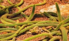 آموزش پرورش و نکات نگهداری از کاکتوس دم موشی