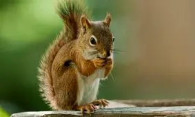 صدای سنجاب برای ترساندن دشمنانش