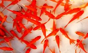 ماهی قرمز می‌تواند بیماری به انسان منتقل کند