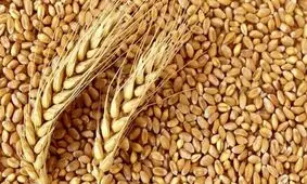 چرا مصر سفارش خرید 240 هزار تن گندم اوکراین را لغو کرد؟/ همیشه پای مسکو در میان است