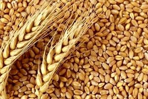 چرا مصر سفارش خرید 240 هزار تن گندم اوکراین را لغو کرد؟/ همیشه پای مسکو در میان است