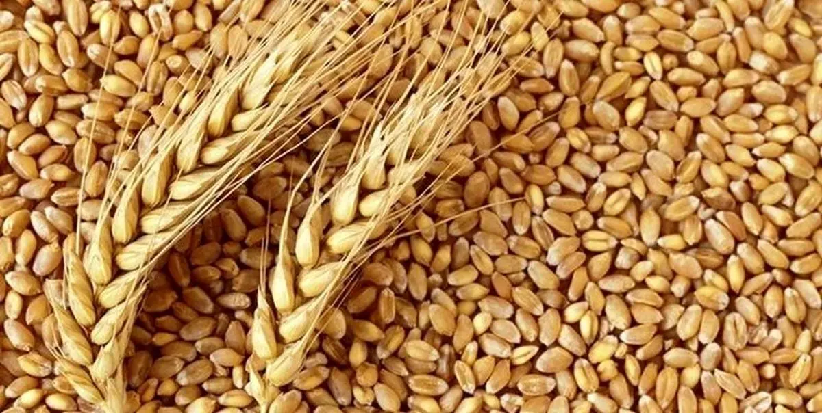 چرا مصر سفارش خرید 240 هزار تن گندم اوکراین را لغو کرد؟/ همیشه پای مسکو در میان است