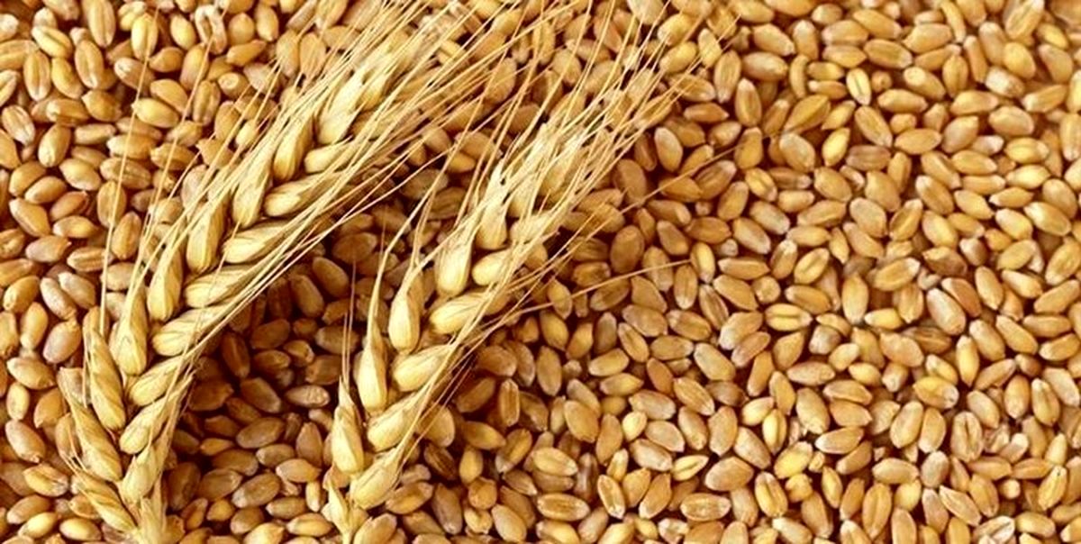 چرا مصر سفارش خرید 240 هزار تن گندم اوکراین را لغو کرد؟/ همیشه پای مسکو در میان است