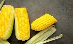 نکات مهم در روش و زمان مناسب کاشت ذرت