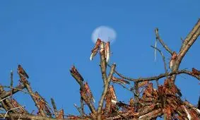 ملخ به فهرست غذاهای تأیید شده اتحادیه اروپا اضافه شد