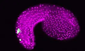 مغز مهره‌داران از دم اجدادشان منشأ گرفته است