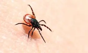 گزش کنه می تواند موجب بروز آلرژی به گوشت شود