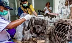 منشاء احتمالی کرونا کشف شد؟