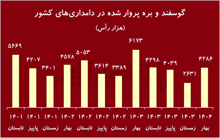 زنگ خطر کاهش شدید دام پرواری/ گوشت قرمز کمیاب می‌شود؟