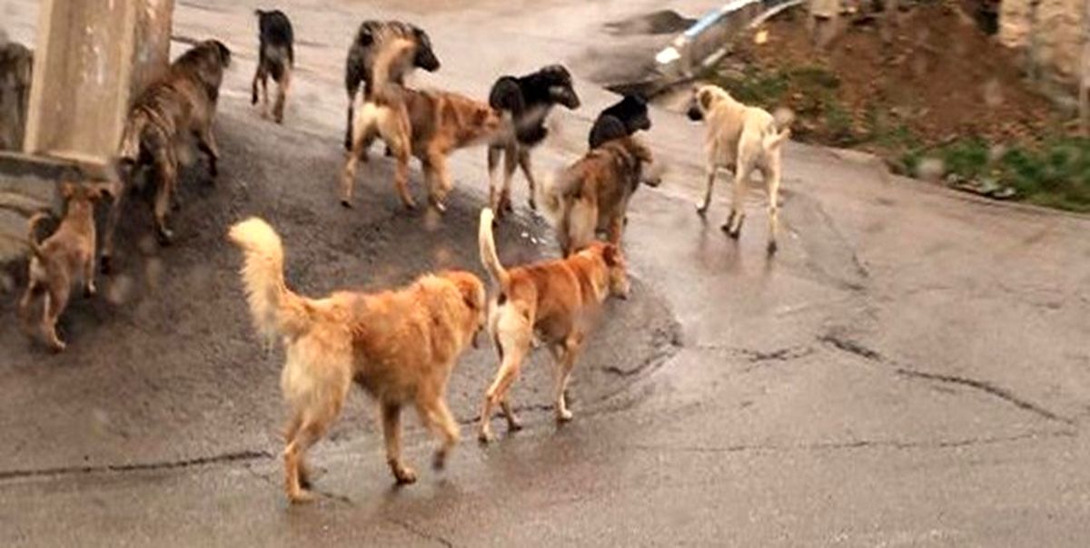ماجرای حمله سگ های ولگرد به پسر ۱۱ ساله در اطراف شیراز چه بود؟