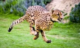 چه شد که یوزپلنگ ها سریع ترین حیوانات روی زمین شدند؟