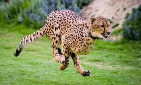 چه شد که یوزپلنگ ها سریع ترین حیوانات روی زمین شدند؟