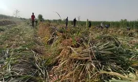  آغاز عملیات کشت ۵ هزار هکتار نیشکر 