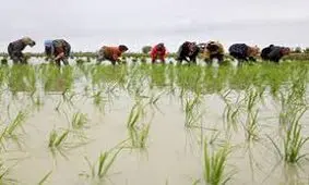 چرا تولید برنج در ایران، دیگر با سرعت گذشته رشد نمی‌کند؟