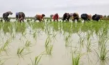 چرا تولید برنج در ایران، دیگر با سرعت گذشته رشد نمی‌کند؟