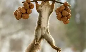 سنجاب؛ تجارت سیاه زاگرس