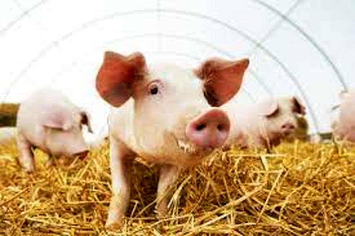پرورش خوکهایی برای پیوند قلب به انسان؛ موافقان و مخالفان چه می گویند؟
