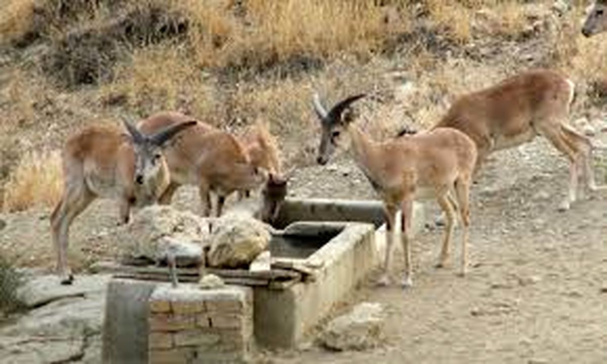 طاعون نشخوارکنندگان کوچک در حیات وحش لرستان مشاهده نشده است