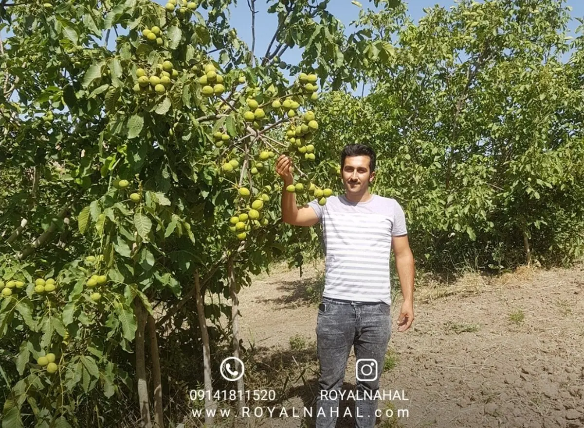 باغ گردو ژنوتیپ رویال احداث کنید زیرا محصول آن با طلا برابری می‌کند