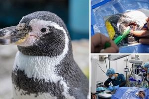 اولین عمل جراحی آب مروارید پنگوئن‌ها در جهان 