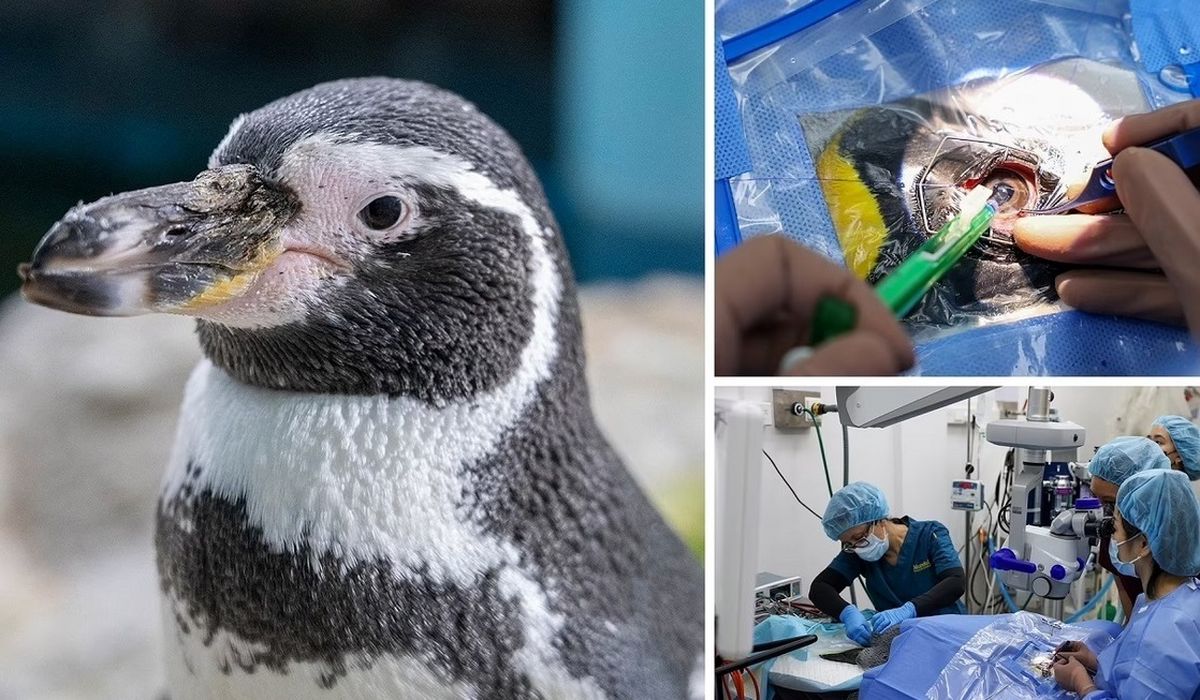 اولین عمل جراحی آب مروارید پنگوئن‌ها در جهان 