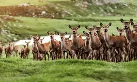 پرورش صدها راس گوزن توسط این دامدار نیوزیلندی در یک مزرعه بزرگ/ ویدئو