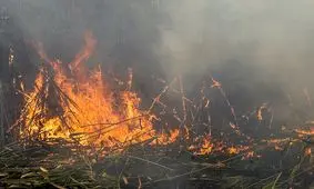 حریق در تالاب انزلی مهار شد

