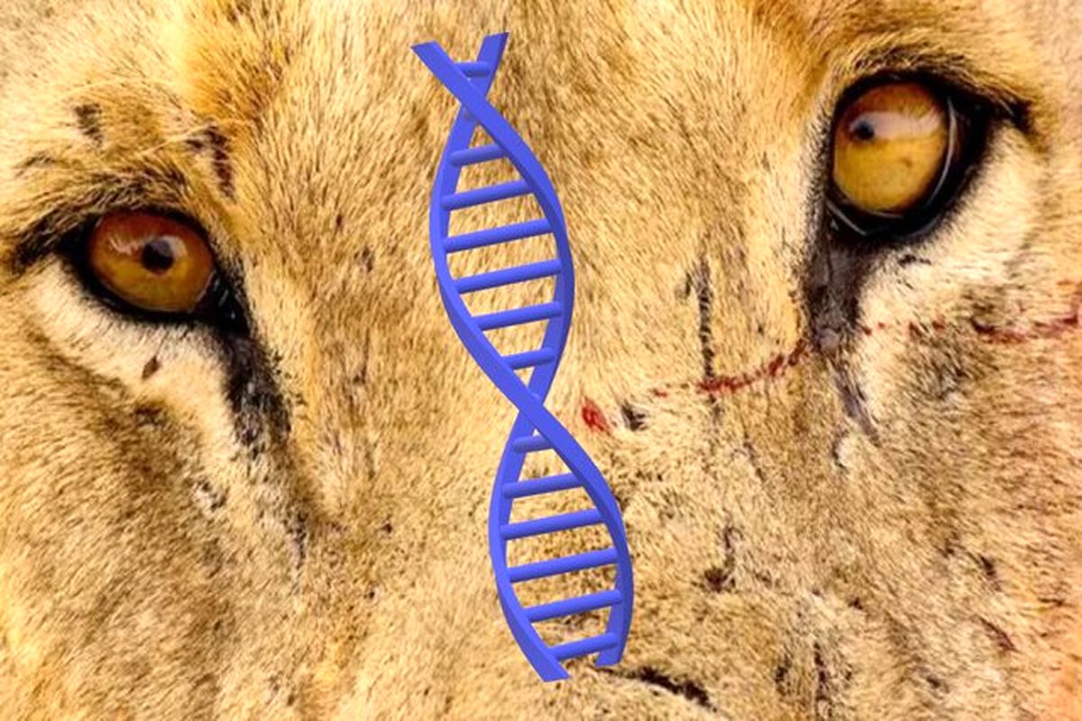 اسراری که با بررسی «DNA» شیرهای انسانخوار فاش شد