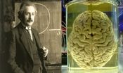 فناوری جدید چین می‌تواند به رمزگشایی مغز اینشتین کمک کند

